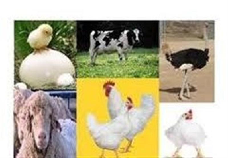ˮفناوریˮ حلقه گمشده توسعه صنعت دام و طیور است